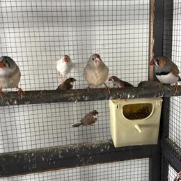 Finches for Adoption in Roslyn Heights, ny