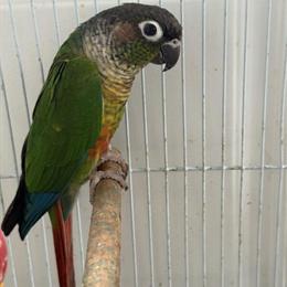 Green Cheek Conure Ready for a New Home in Roslyn Heights, ny