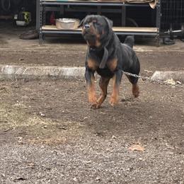 Rottweiler AKC Stud Male Available for Breeding in Chicago, il