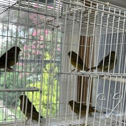 Colorful Male Canaries for Sale in Raleigh, nc
