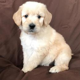 Golden Retriever Puppies Available - AKC Registered in Colorado Springs, co