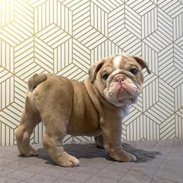 English Bulldog Puppies Ready for New Homes in Delaware, oh