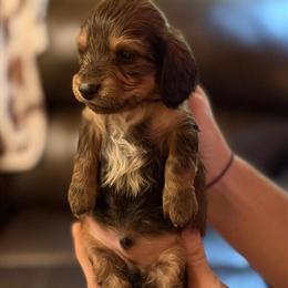 Longhair Male Mini Dachshund Puppies Ready Soon in Cincinnati, oh