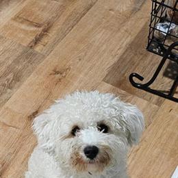 Poodle Mix - 2 Years Old, House Trained in Rocky Mount, nc