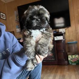 AKC Male Shih Tzu Puppies Available in Asheboro, nc
