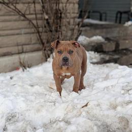 American Bully XL Males Available in Indianapolis, in