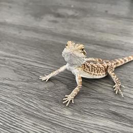 Rehoming Bearded Dragon named Blade in Ypsilanti, mi