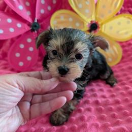Gorgeous Male Yorkshire Terrier Puppies Ready for Loving Homes in London, ky