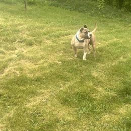 5 Year Old Male Bully Available for Rehoming in Morris, il
