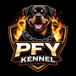 3 Month Old AKC Puppies Available in Michigan City, in