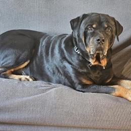 Rottweiler Puppies Available - AKC Registered in Glen Burnie, md