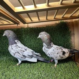 Pakistani highflyers for sale - 40 pairs available in Phoenix, az