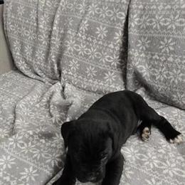 Cane Corso Male Puppy from Grand Champion Bloodline in Greenville, sc