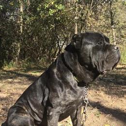 Cane Corso Grand Champion Bloodline AKC Registered Stud in Greenville, sc