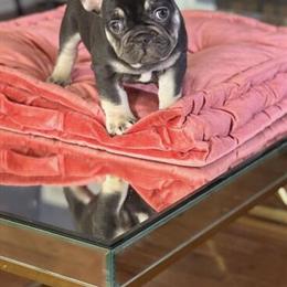 French Bulldog Puppies Available in Birmingham, al