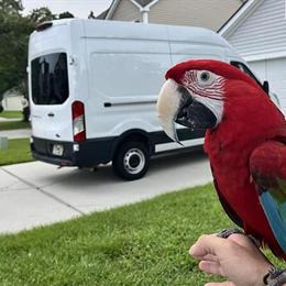 Greenwing Macaw - Female, 3.5 Years Old in Raleigh, nc