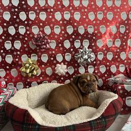 Purebred English Bulldog Puppies Ready for Homes in Delaware, oh
