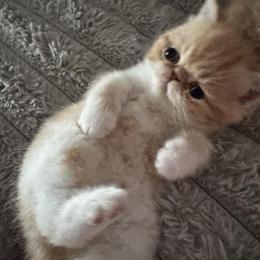 Exotic Shorthair Kitten Garfield Ready for a New Home in Cleveland, oh