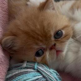 Exotic Shorthair Red Tabby Kitten Ready for New Home in Cleveland, oh