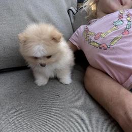 Pomeranian Male Puppy for Loving Family in Chicago, il