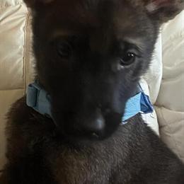 German Shepherd Puppies for Sale in Randleman, nc