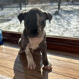Bully Puppies Available Now in Kalamazoo, mi