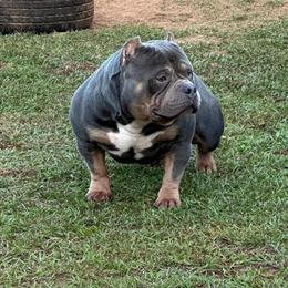 Stud Service Available for Nyles in Warner Robins, ga