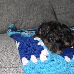 Yorkiepoo Male Available in Cleveland, oh