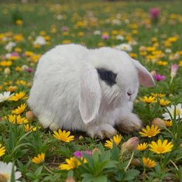 Mini Holland Lops Available - 7 Sweet Bunnies in Fowlerville, mi