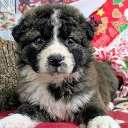 English Shepherd Puppies Available in Chicago - Super Smart and Family Raised in Chicago, il