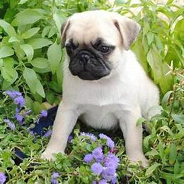 Pug Puppy for Adoption in Chicago - Sweet Male in Chicago, il