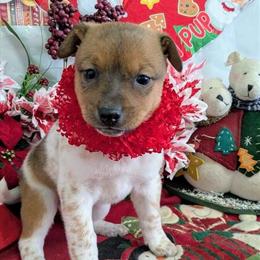 Jacarat Puppy - Great with Kids in Chicago, il