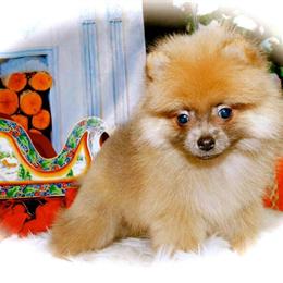 Pomeranian Puppies Available in Chicago in Chicago, il