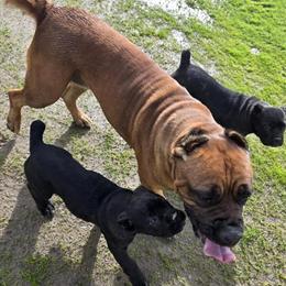 Cane Corso Puppies Ready for Rehoming in Valley Springs, ca