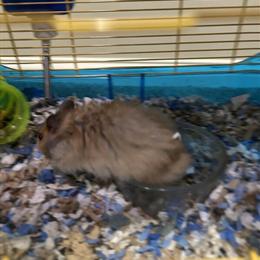 Free Syrian Hamsters Available in Carmel, in