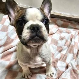 French Bulldog Puppy Ready for a New Home in Des Moines, ia
