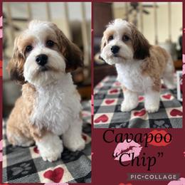 Cavapoo Puppies Ready for New Homes in Delton, mi