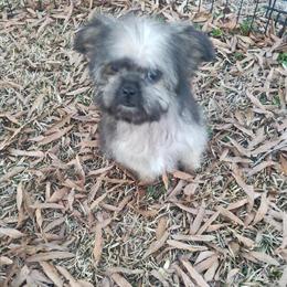 Shih Tzu Pomeranian Boy for Adoption in Greenville, nc