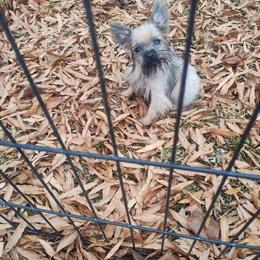 Yorkshire Terrier Female in Greenville, nc