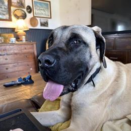 Male English Mastiff, 11 Months Old, Housebroken and Friendly in Morehead, ky