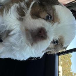 Shih Tzu puppy seeking loving home in Downey, ca