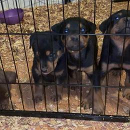 Rottweiler Puppy Ready for a New Home in Boston, ma