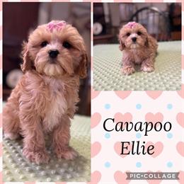 Cavapoo Puppies Ready for New Homes in Delton, mi