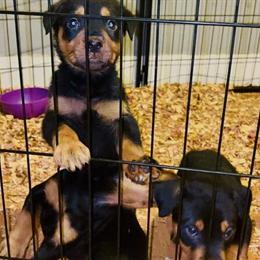 Rottweiler Puppies Available for Rehoming in Boston, ma
