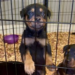 Rottweiler Puppies Ready for New Homes in Boston, ma