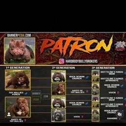 Chocolate Female Bully in Heat for Breeding in Patchogue, ny