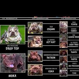 11 Month Old Female Dog Off Crown Son in Patchogue, ny