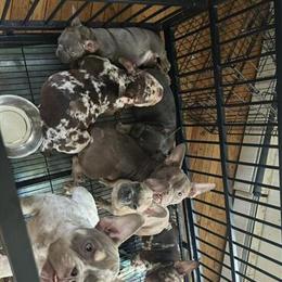 Exotic puppies available at a great deal! in Patchogue, ny