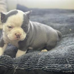 Pocket Bully Puppies from Muscletone x Grimm Litter Available in Medina, oh
