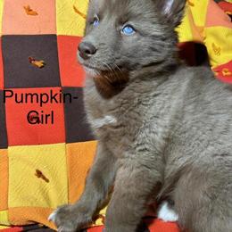 Siberian Huskies Ready to Go Now - Reduced Price in Big Rapids, mi